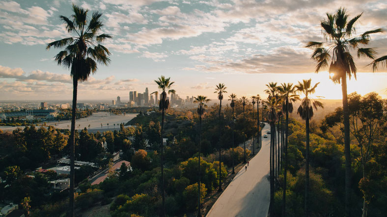 palm trees in los angeles