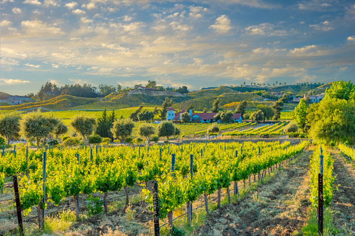 vineyards in temecula valley california